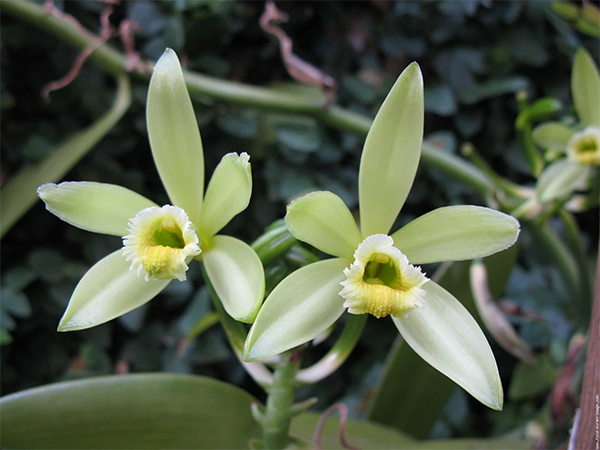 Organic Vanilla Orchid