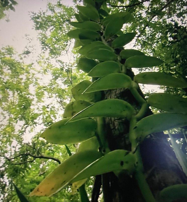 fully grown vanilla plat