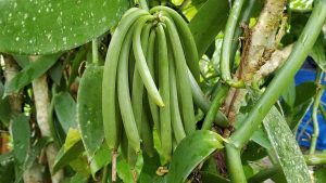 Sri Lankan Vanilla Beans