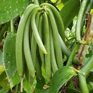 Sri Lankan Vanilla Beans